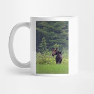 Canadian Moose, Algonquin Park, Canada Mug